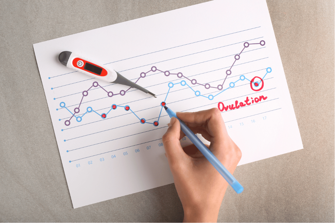 Ovulation - Comprehensive Breakdown for TTC